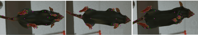 Figure 4 for Of Mice and Pose: 2D Mouse Pose Estimation from Unlabelled Data and Synthetic Prior