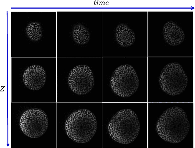 Figure 1 for Learning Deformable 3D Graph Similarity to Track Plant Cells in Unregistered Time Lapse Images