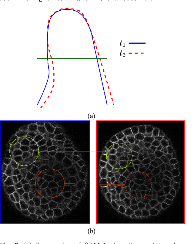 Figure 2 for Learning Deformable 3D Graph Similarity to Track Plant Cells in Unregistered Time Lapse Images