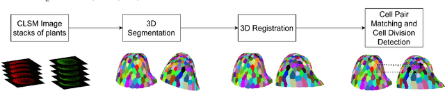 Figure 3 for Learning Deformable 3D Graph Similarity to Track Plant Cells in Unregistered Time Lapse Images