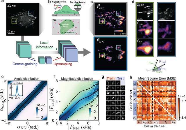 Figure 1 for Zyxin is all you need: machine learning adherent cell mechanics