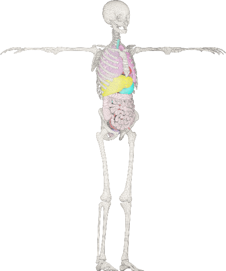 Figure 2 for BOSS: Bones, Organs and Skin Shape Model