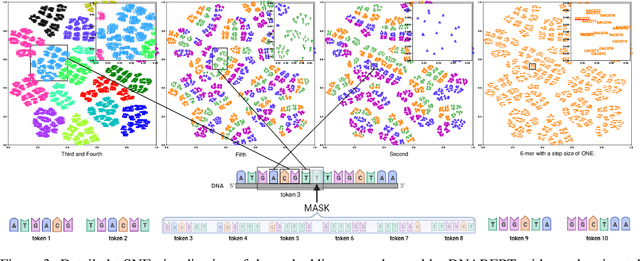 Figure 4 for Rethinking the BERT-like Pretraining for DNA Sequences