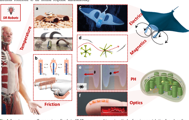 Figure 4 for Bioinspired soft robotics: How do we learn from creatures?