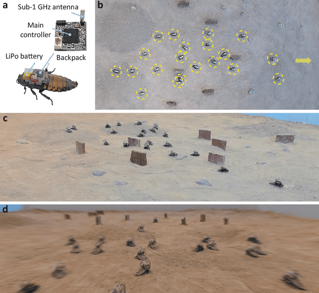 Figure 1 for Natural-artificial hybrid swarm: Cyborg-insect group navigation in unknown obstructed soft terrain