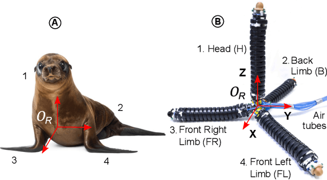 Figure 1 for Study on Soft Robotic Pinniped Locomotion