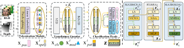 Figure 3 for MA-ViT: Modality-Agnostic Vision Transformers for Face Anti-Spoofing