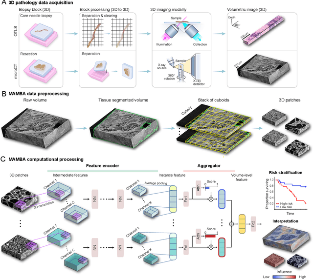 Figure 1 for Weakly Supervised AI for Efficient Analysis of 3D Pathology Samples