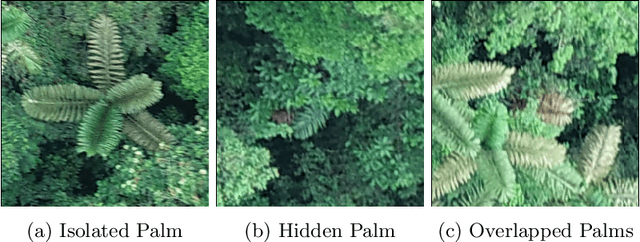 Figure 3 for PalmProbNet: A Probabilistic Approach to Understanding Palm Distributions in Ecuadorian Tropical Forest via Transfer Learning