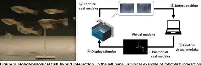 Figure 4 for Hybrid Life: Integrating Biological, Artificial, and Cognitive Systems