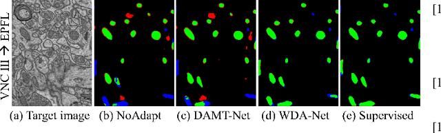 Figure 4 for WDA-Net: Weakly-Supervised Domain Adaptive Segmentation of Electron Microscopy