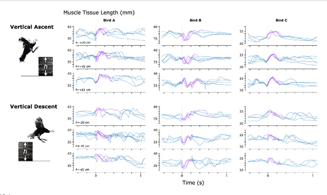 Figure 4 for Rastreo muscular móvil usando magnetomicrometría -- traducción al español del articulo "Untethered Muscle Tracking Using Magnetomicrometry" por el autor Cameron R. Taylor