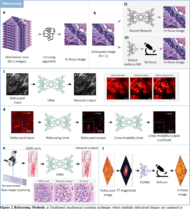 Figure 3 for Neural Network-Based Processing and Reconstruction of Compromised Biophotonic Image Data