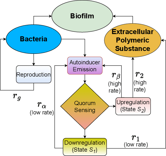 Figure 2 for Stochastic Modeling of Biofilm Formation with Bacterial Quorum Sensing