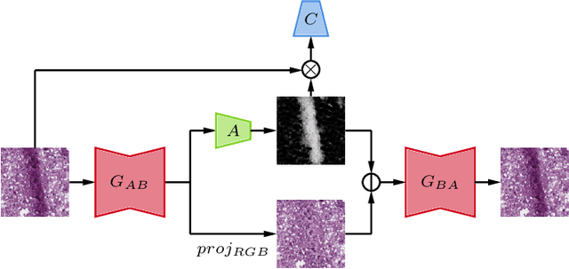 Figure 1 for Artifact Removal in Histopathology Images