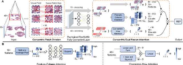 Figure 3 for Towards Efficient Information Fusion: Concentric Dual Fusion Attention Based Multiple Instance Learning for Whole Slide Images