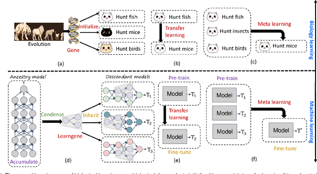 Figure 1 for Learngene: Inheriting Condensed Knowledge from the Ancestry Model to Descendant Models