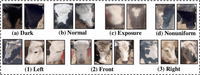 Figure 1 for A Parallel Attention Network for Cattle Face Recognition
