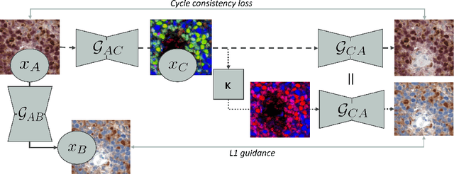 Figure 1 for Auxiliary CycleGAN-guidance for Task-Aware Domain Translation from Duplex to Monoplex IHC Images