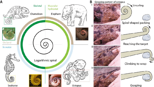 Figure 1 for Bioinspired Soft Spiral Robots for Versatile Grasping and Manipulation