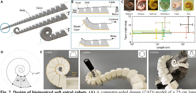 Figure 2 for Bioinspired Soft Spiral Robots for Versatile Grasping and Manipulation