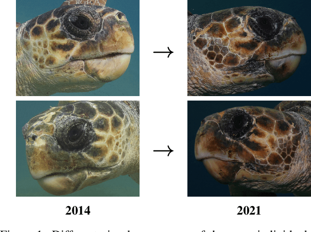 Figure 1 for SeaTurtleID: A novel long-span dataset highlighting the importance of timestamps in wildlife re-identification