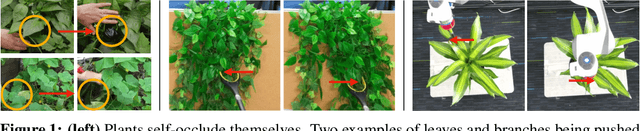 Figure 1 for Push Past Green: Learning to Look Behind Plant Foliage by Moving It