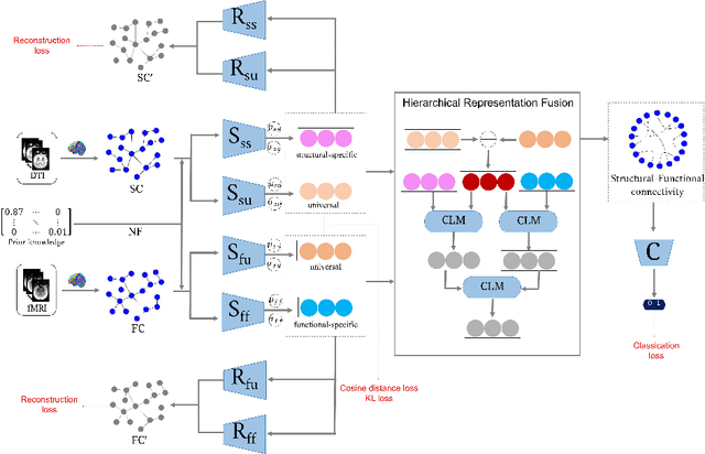 Figure 1 for Fusing Structural and Functional Connectivities using Disentangled VAE for Detecting MCI