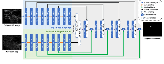 Figure 3 for Motion Magnification in Robotic Sonography: Enabling Pulsation-Aware Artery Segmentation