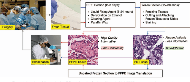 Figure 1 for F2FLDM: Latent Diffusion Models with Histopathology Pre-Trained Embeddings for Unpaired Frozen Section to FFPE Translation