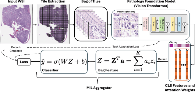 Figure 3 for Single GPU Task Adaptation of Pathology Foundation Models for Whole Slide Image Analysis