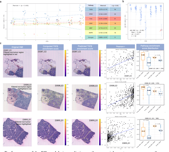 Figure 2 for Digital Modeling of Spatial Pathway Activity from Histology Reveals Tumor Microenvironment Heterogeneity