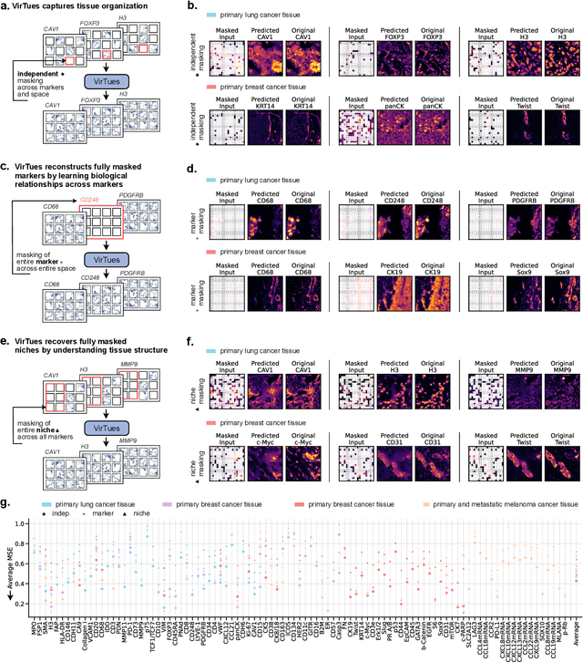 Figure 2 for AI-powered virtual tissues from spatial proteomics for clinical diagnostics and biomedical discovery