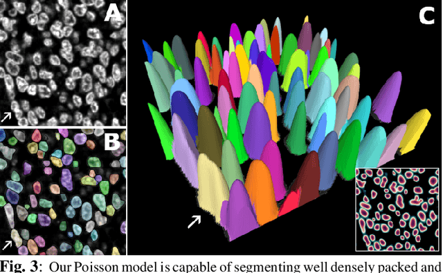 Figure 4 for Single Tensor Cell Segmentation using Scalar Field Representations
