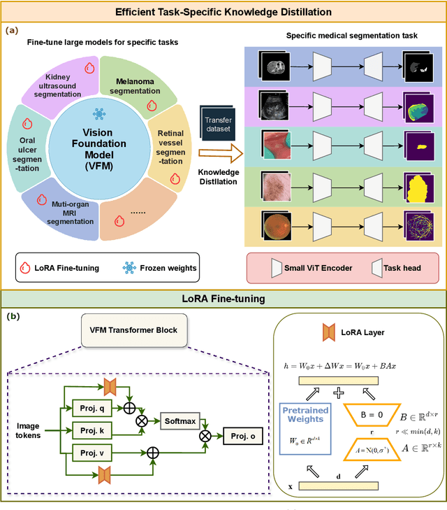 Figure 3 for Task-Specific Knowledge Distillation from the Vision Foundation Model for Enhanced Medical Image Segmentation