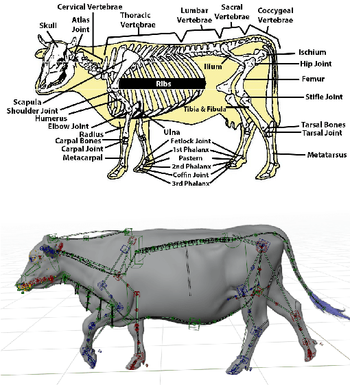 Figure 3 for Sim2real Cattle Joint Estimation in 3D point clouds