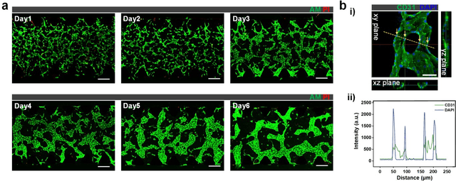 Figure 3 for Label-free Prediction of Vascular Connectivity in Perfused Microvascular Networks in vitro