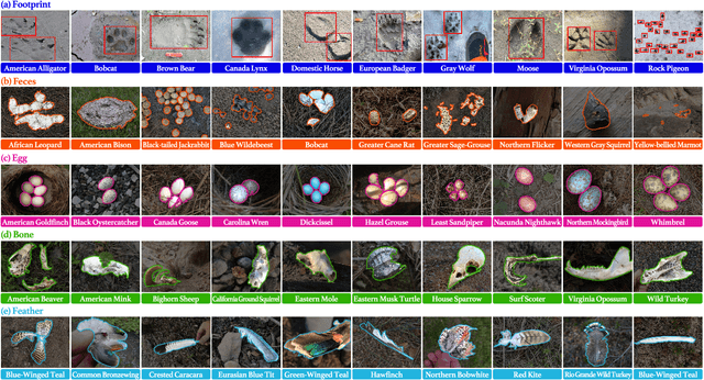 Figure 2 for AnimalClue: Recognizing Animals by their Traces