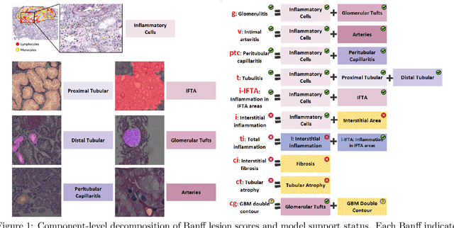 Figure 1 for How Close Are We? Limitations and Progress of AI Models in Banff Lesion Scoring