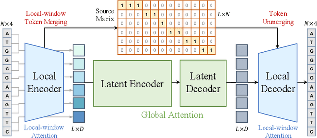 Figure 1 for MergeDNA: Context-aware Genome Modeling with Dynamic Tokenization through Token Merging