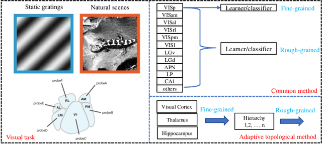 Figure 1 for Adaptive Decoding via Hierarchical Neural Information Gradients in Mouse Visual Tasks