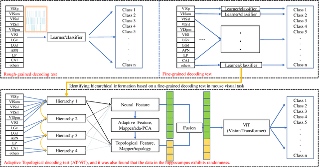 Figure 2 for Adaptive Decoding via Hierarchical Neural Information Gradients in Mouse Visual Tasks