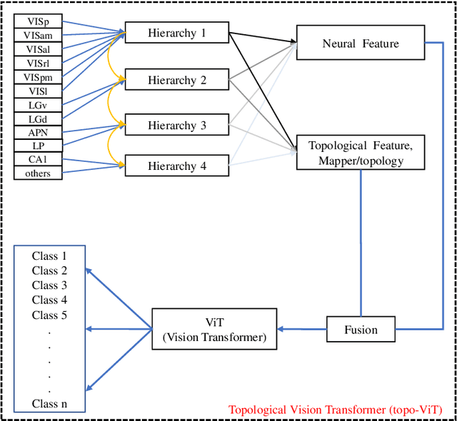 Figure 3 for Adaptive Decoding via Hierarchical Neural Information Gradients in Mouse Visual Tasks